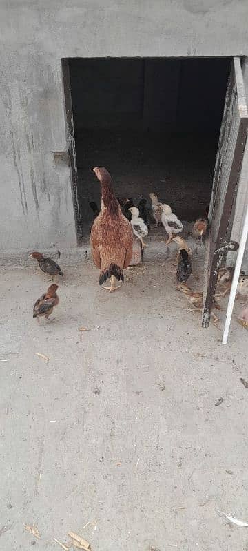 Aseel Mianwali Chicks, Aseel Chicks, Available 6