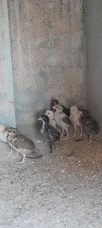 Aseel Mianwali Chicks, Aseel Chicks, Available 7