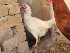 heera aseel female paper white hen murgi