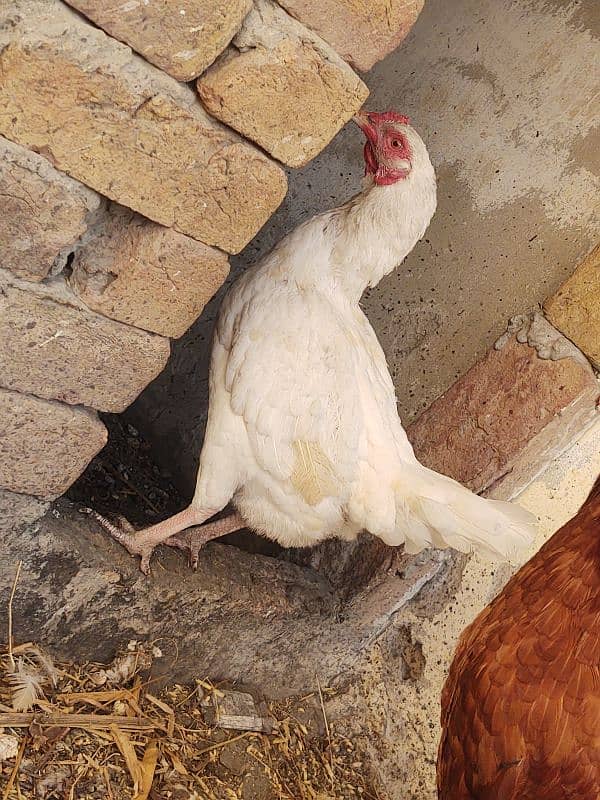 heera aseel female paper white hen murgi 1