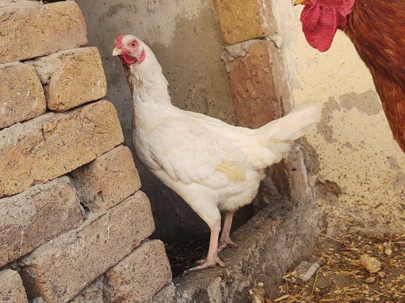 heera aseel female paper white hen murgi 2