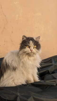 Persian female triple coded very friendly whatp 03188100390