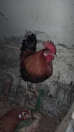 Desi cock