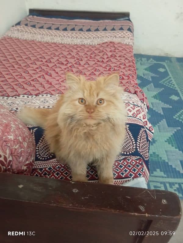 beautiful cat male golden colour 1