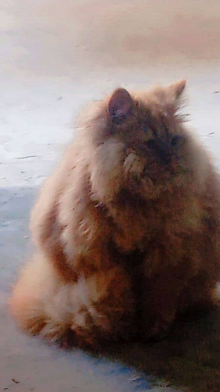 beautiful cat male golden colour 3