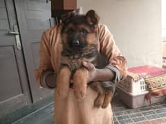 longcoat German Shepherd female age 45 days