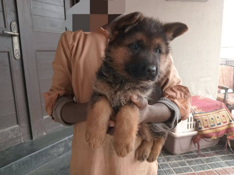 longcoat German Shepherd female age 45 days 1