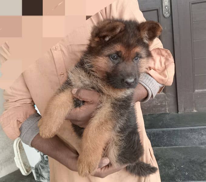 longcoat German Shepherd female age 45 days 2