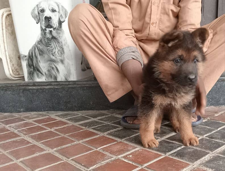 longcoat German Shepherd female age 45 days 3