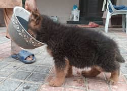 German Shepherd puppy/long coat female dog/ GSD age 45 days