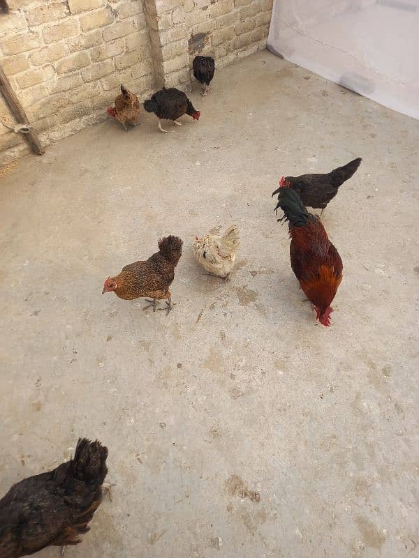 golden misri hens 5