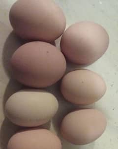 Fresh and Fertile Austrolop Eggs for sale