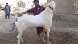 Desi Bakra For SAlE CALL_03314594754)