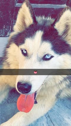 husky