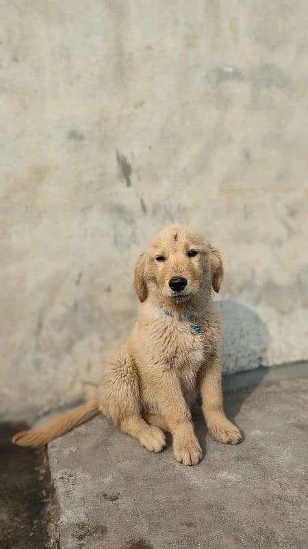 Golden Retriever Puppies 0