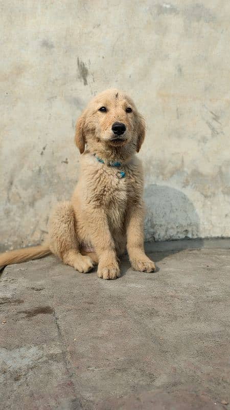 Golden Retriever Puppies 1