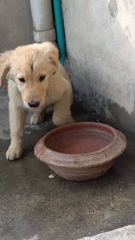 Golden Retriever Puppies 2