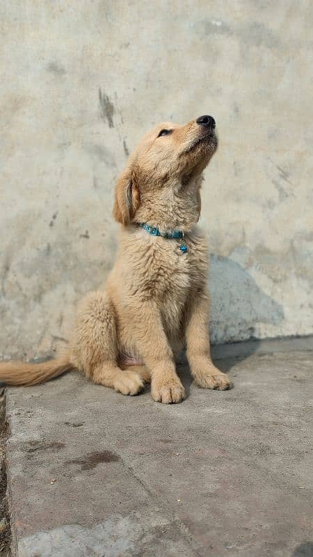 Golden Retriever Puppies 17