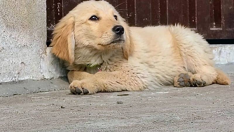 Golden Retriever Puppies 18