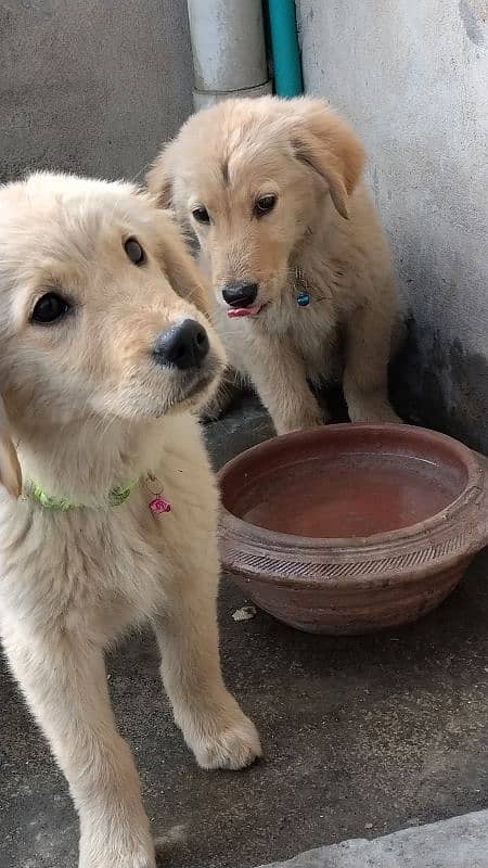 Golden Retriever Puppies 19