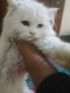 Persian Cat Different eyes colour