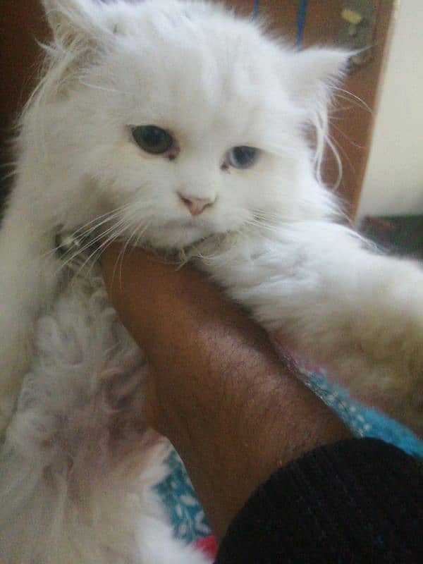 Persian Cat Different eyes colour 0