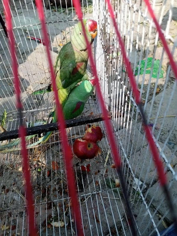 raw parrots pair 0