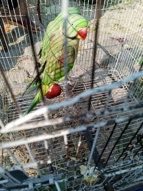 raw parrots pair 1