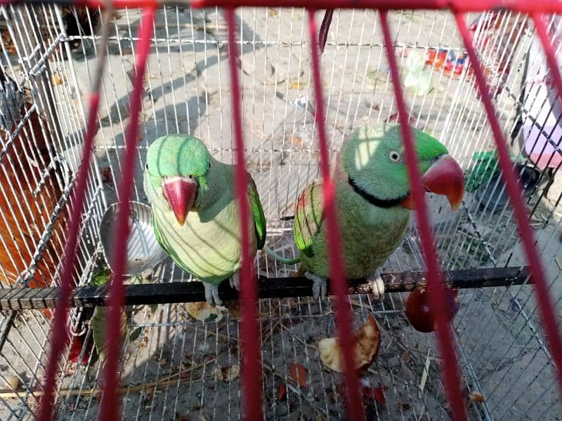 raw parrots pair 3