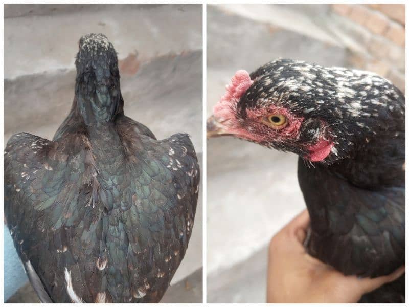 Desi Aseel Fancy Hens are available 1