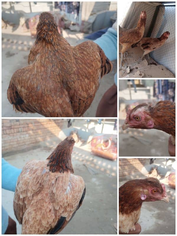 Desi Aseel Fancy Hens are available 2