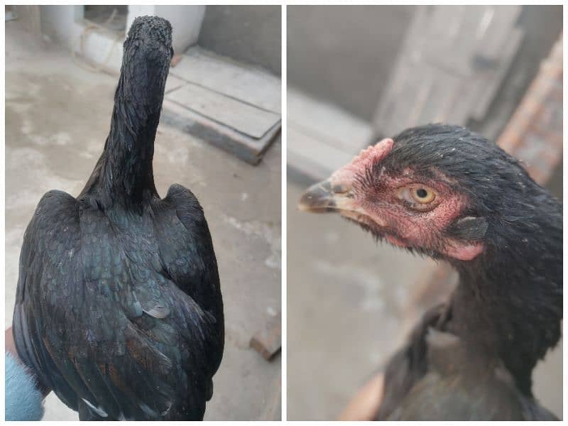 Desi Aseel Fancy Hens are available 3