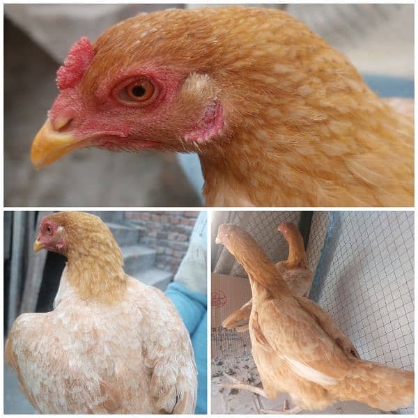 Desi Aseel Fancy Hens are available 4