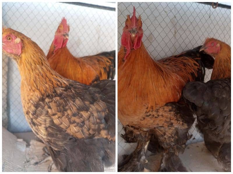 Desi Aseel Fancy Hens are available 5