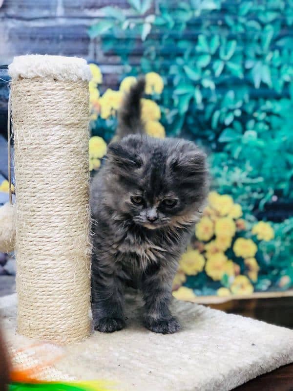 Persian Punch face triple coat cat Kitten 15