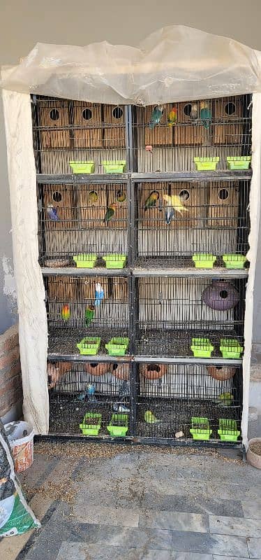 All breeders pair ; cage ; box reasonable price 0