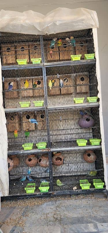 All breeders pair ; cage ; box reasonable price 1