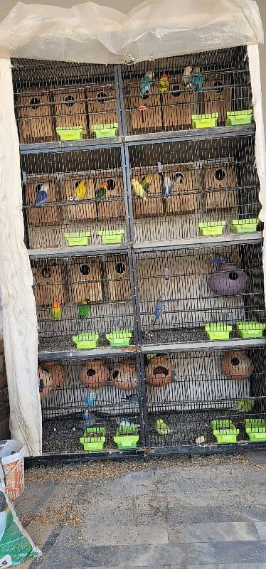 All breeders pair ; cage ; box reasonable price 2