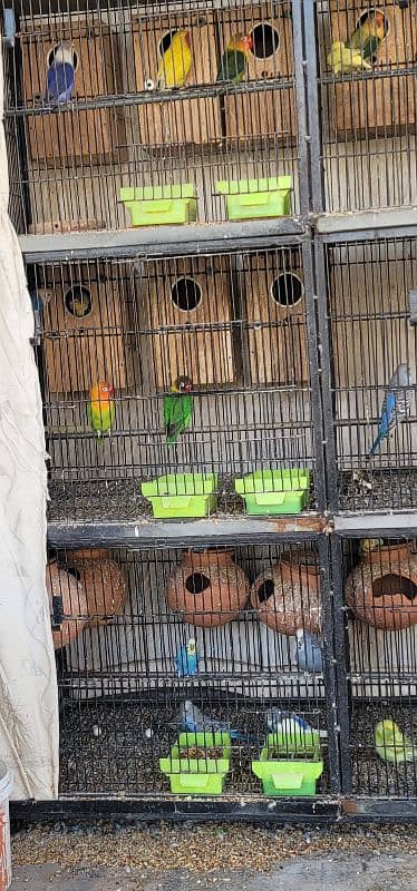 All breeders pair ; cage ; box reasonable price 3