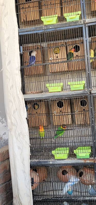 All breeders pair ; cage ; box reasonable price 4