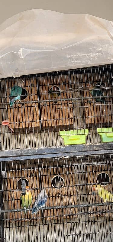 All breeders pair ; cage ; box reasonable price 6