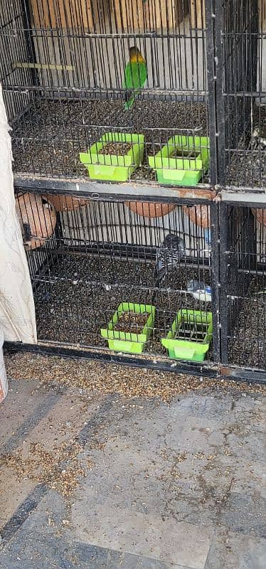 All breeders pair ; cage ; box reasonable price 10