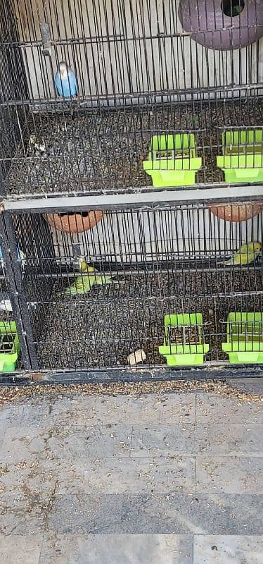 All breeders pair ; cage ; box reasonable price 11