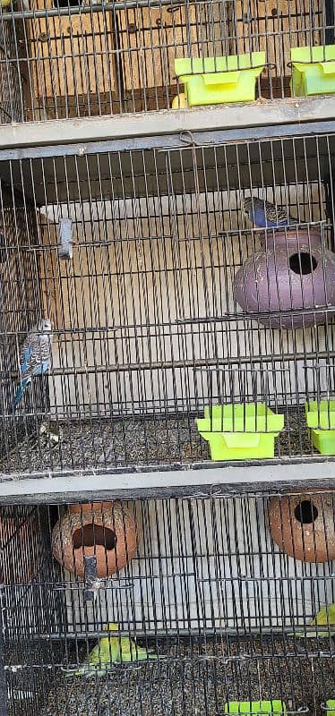 All breeders pair ; cage ; box reasonable price 12