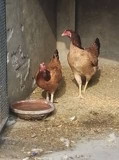 Aseel hens for sale