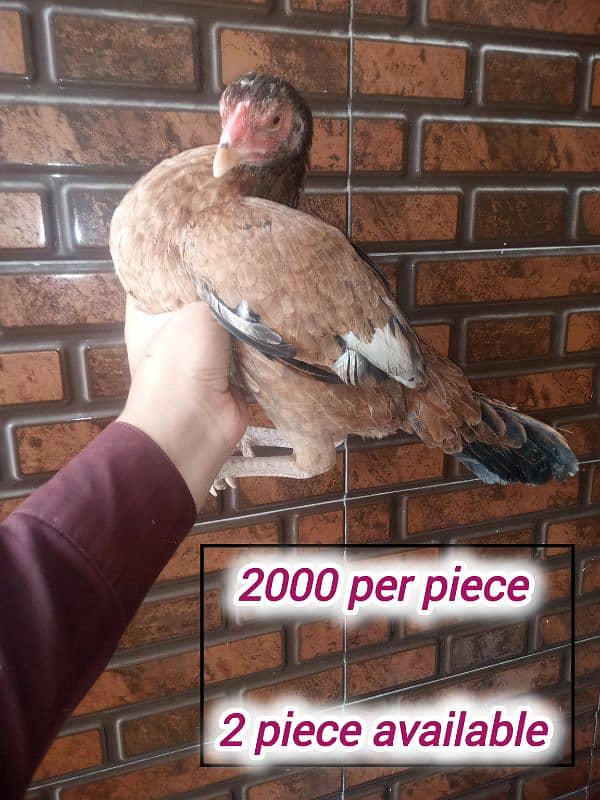 Beautiful aseel birds for sale 1