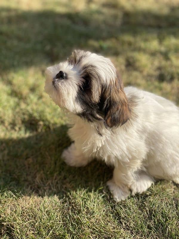 Shih Tzu/Shitzu dog/ male female Shihtzu / puppy/ dog for sale 0