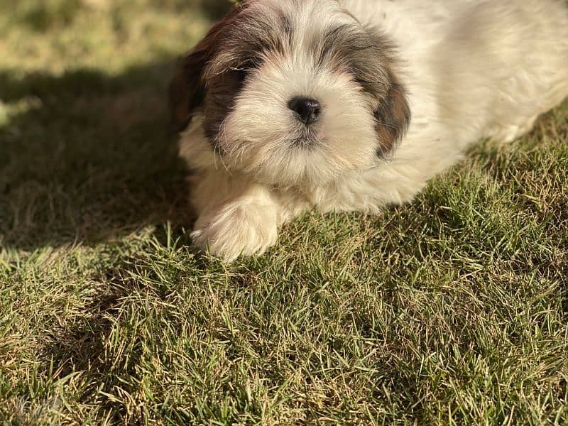 Shih Tzu/Shitzu dog/ male female Shihtzu / puppy/ dog for sale 1