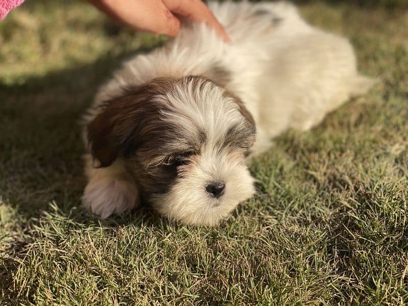 Shih Tzu/Shitzu dog/ male female Shihtzu / puppy/ dog for sale 2