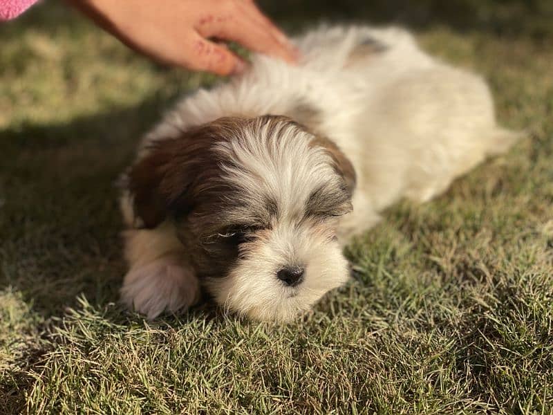 Shih Tzu/Shitzu dog/ male female Shihtzu / puppy/ dog for sale 3